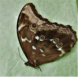 Blue Morpho Butterfly Morpho menelaus alexandrovna Male Folded FAST FROM USA 3