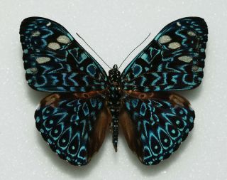 Nymphalidae - Hamadryas Belladonna - Belladonna Cracker - Male