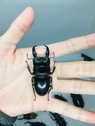 Dorcus Titanus Sika From Taiwan 62mm Lucanidae Big Size