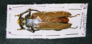 Cerambycidae Callipogon (orthomegas) Sylvainae 45mm,  A1 From Venezuela - Rare