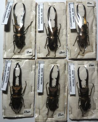 Lucanidae.  6 X Cyclommatus Metallifer Finae.  Peleng Is (34)