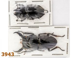 Lucanidae: Dorcus Furusui M A2,  38 Mm,  F A1,  1 Pair