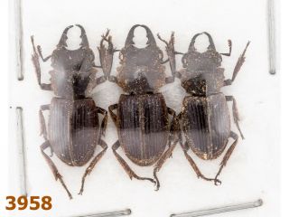 Lucanidae: Aegotypus Sp.  A1,  13 - 14 Mm,  3 Pc