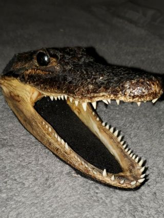 Large Alligator Head Skull Taxidermy Real Teeth Jaw Reptile Swamp Gator