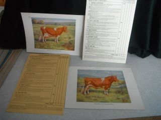 Vintage Official Guernsey Dairy Cow Bull Poster Print & Judging Score Card 1939