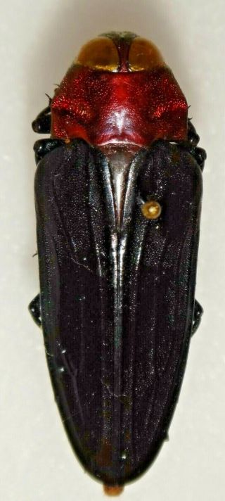 Belionota Ignicollis 35.  2mm Malaysia Bp52 Buprestid Insect Jewel Beetle Calodema