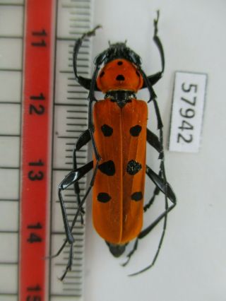 57942 Cerambycidae: Rosalia Sp.  Vietnam C.  Ngoc Linh