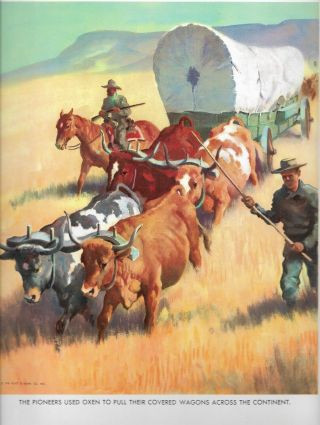 Oxen Covered Wagons Cross Continent,  Pioneers Wesley Dennis,  Vintage Print,  1954