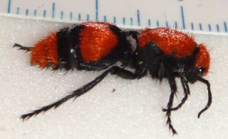 Mutillidae Dasymutilla Occidentalis Female 24n Red Velvet Ant Cow Killer Wasp