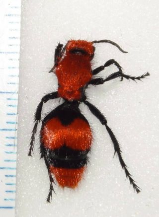 Mutillidae Dasymutilla occidentalis Female 24N Red Velvet Ant Cow Killer Wasp 2