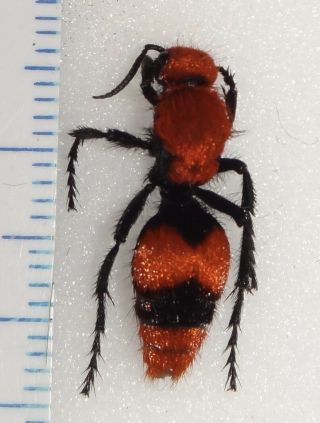 Mutillidae Dasymutilla Occidentalis Female 24p Red Velvet Ant Cow Killer Wasp