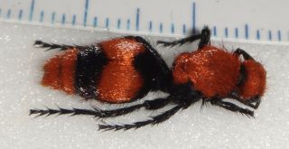 Mutillidae Dasymutilla occidentalis Female 24P Red Velvet Ant Cow Killer Wasp 2