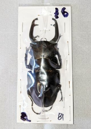 Beetle - Odontolabis Stevensi Stevensi Male 81mm,  - From Sulawesi