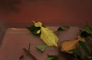 Rare Eggs Of Leaf Insect Phyllium Letiranti " Tataba " From Yellow Female X30