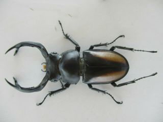 63279 Unmouted insects: Lucanidae,  Rhaetulus crenatus.  Vietnam N.  58mm 2