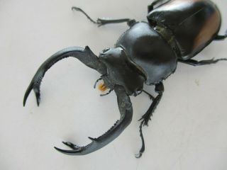 63279 Unmouted insects: Lucanidae,  Rhaetulus crenatus.  Vietnam N.  58mm 3
