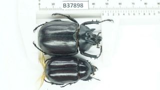 B37898 – Eupatorus Endoi Species? Beetles Dak Nong Vietnam 47mm