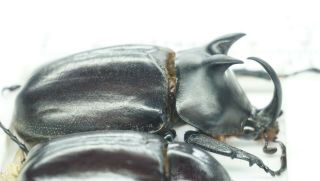 B37898 – Eupatorus endoi species? Beetles DAK NONG vietnam 47mm 2