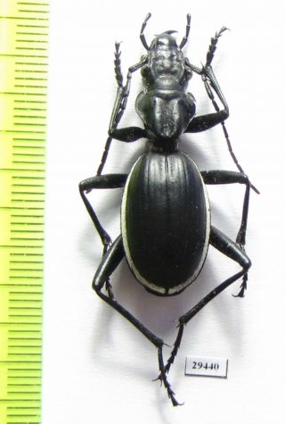 Carabidae,  Anthia Cinctipennis ? Actaeon,  Angola