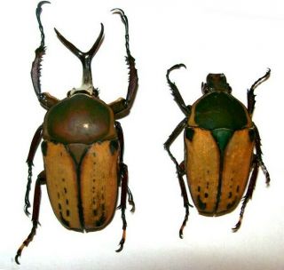 Megalorrhina Harrisi Peregrina Pair Yellow Beetles Taxidermy Real Unmounted A -