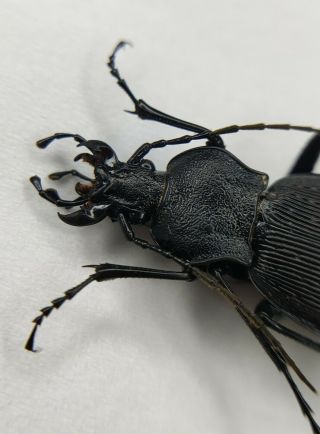 Carabidae,  Carabus Sp,  Rare,  Hunan,  China