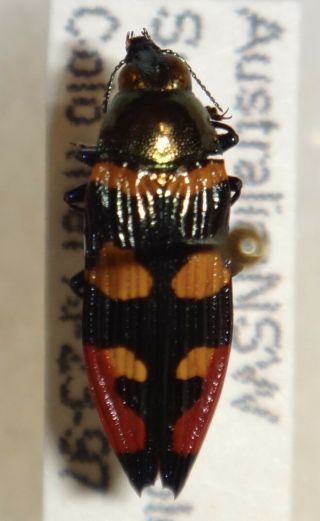 Rare Castiarina Species Australia Hh Jewel Beetle Buprestid Calodema