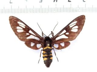 Arctiidae Zygaenidae Noctuidae Moths Sp.  116,  Bhutan.  48 Mm Rare Large
