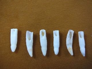(g371 - 52 - 7) Six 1 - 1/8 " Gator Alligator Aligator Tooth Gators Teeth For Jewelry