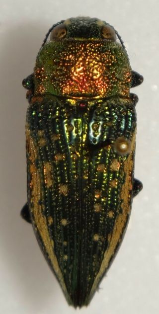 Psiloptera Plagiata 24.  2mm Argentina Bp36 Buprestid Insect Jewel Beetle Calodema