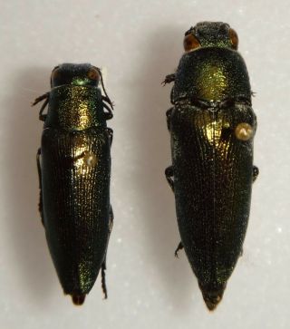 2 Hippomelas Mexicana Mexico Bp23 Buprestid Insect Jewel Beetle Calodema