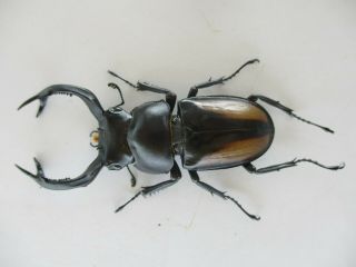 63149 Unmouted insects: Lucanidae,  Rhaetulus crenatus.  Vietnam N.  58mm 2