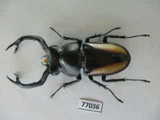 77036 Lucanidae: Rhaetulus crenatus.  Vietnam North.  60mm 2