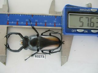 63273 Unmouted Insects: Lucanidae,  Rhaetulus Crenatus.  Vietnam N.  57mm