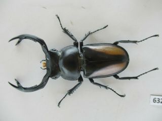 63273 Unmouted insects: Lucanidae,  Rhaetulus crenatus.  Vietnam N.  57mm 2