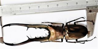 Cyclommatus Metallifer Finae 91mm From Peleng Indonesia