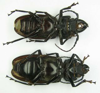 Stenodontes spinibarbis pair with male 58mm female 62mm (Cerambycidae) 2