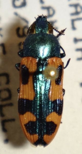 Rare Castiarina Scalaris Australia Vv Jewel Beetle Buprestid Calodema