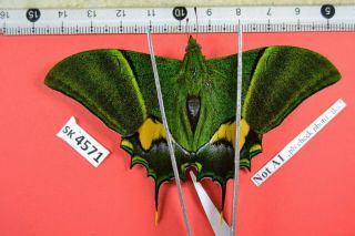 Sk 4571 Unmounted Butterfly Teinopalpus Imperialis Herteri Central Vn