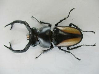 77804 Lucanidae; Rhaetulus crenatus.  Vietnam North.  61mm 3