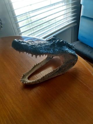 8 " Real Alligator Gator Head Crocodile Skull Taxidermy,  Real Teeth