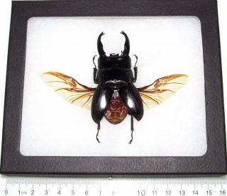Real Framed Black Dorcus Large Stag Beetle Wings Spread Mounted