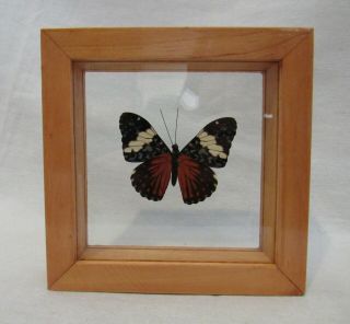 Framed Elegant And Colorful Amazonian Butterfly - Hamadryas -