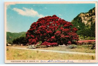 Te Araroa Zealand Nz Pohutukawa Tree Street View House Vintage Postcard B34