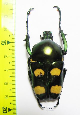 Cetoniinae,  Jumnos Ruckeri Ruckeri,  Thailand 50mm