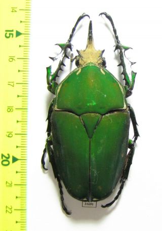 Cetoniinae,  Mecynorrhina Torquata Immaculicollis,  Cameroon 70 Mm