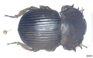 Coleoptera Tenebrionidae Gonopus Sp.  Namibia 30mm.