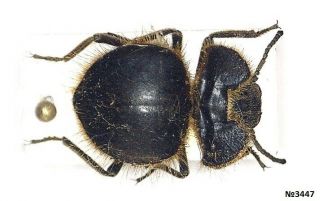 Coleoptera Tenebrionidae Pogonobasis Sp.  Namibia 14mm.