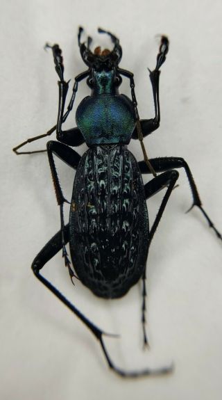 Carabidae,  Carabus Sp,  Apotomopterus,  A1,  Weird Color,  China