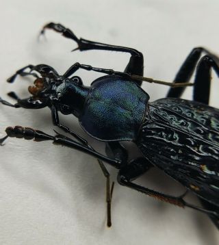Carabidae,  Carabus sp,  Apotomopterus,  A1,  Weird Color,  China 2