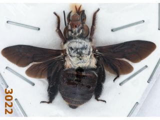 Hymenoptera : Xylocopa Sp.  A1,  Ws 40 Mm,  1 Pc